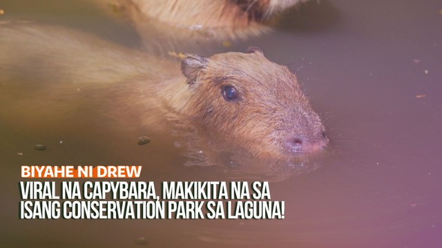 Viral na capybara, makikita na sa isang conservation park sa Laguna! | Biyahe ni Drew