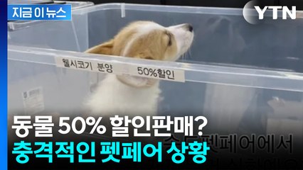 오늘이 마지막이니 '더 할인'... 충격적인 펫페어 상황 [지금이뉴스] / YTN