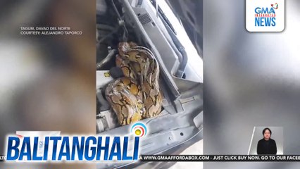 Sawa, natagpuan sa makina ng isang sasakyan | Balitanghali