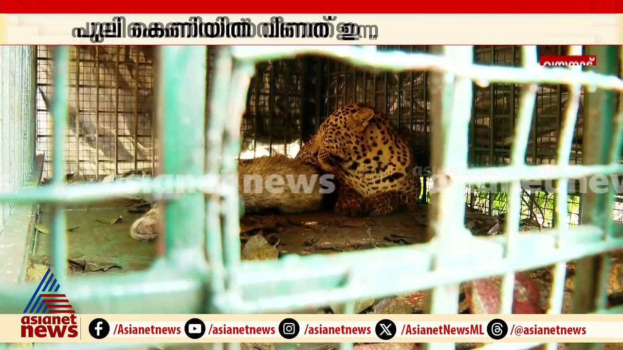നമ്പ്യാർകുന്നിൽ കൂട്ടിൽ കുടുങ്ങിയ പുലിയെ കുപ്പാടിയിലെ സംരക്ഷണ കേന്ദ്രത്തിലേക്ക് മാറ്റി