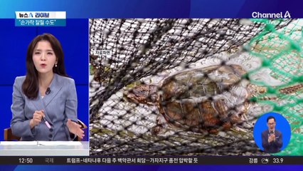 도심 공원 출몰한 ‘늑대거북’…‘악어만큼 위험’ 주의?