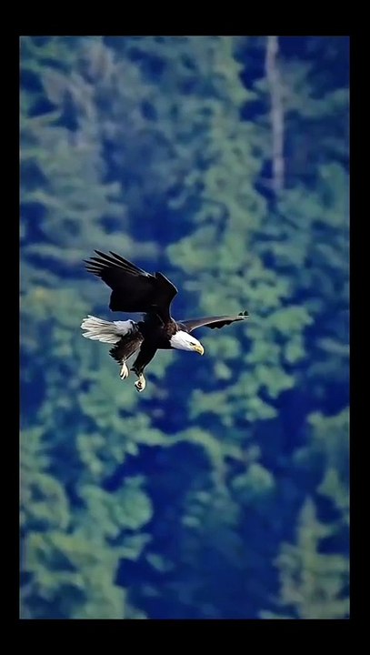 Lightning Strike from the Sky 🦅⚡ Eagle Attack in Seconds #short
