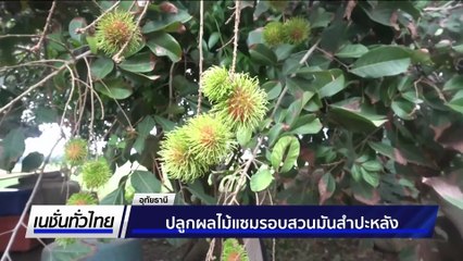 ปลูกผลไม้แซมรอบสวนมันสำปะหลัง | เนชั่นทั่วไทย |  30 มิ.ย. 68 | PART 2