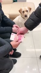 smart dog 🐶 #cuteanimals #dog