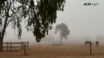 Rain and fog disrupt crops and grazing for farmers