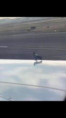 This pigeon was not expecting the plane to go that fast.