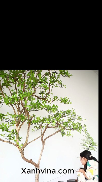 Ngắm mẫu tiểu cảnh cây giả trong nhà I Thiên lộc và cây dương xỉ culi