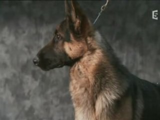 Le chien et ses origines Part.2