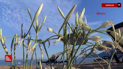 Alanya sahillerinde kum zambakları çıktı, koparanlara 387 bin lira ceza