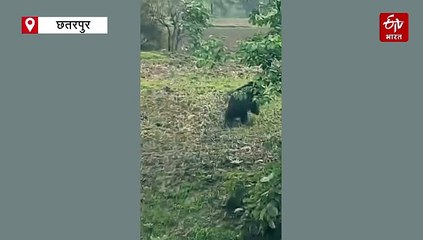 छतरपुर में भालू ने पूरे गांव को दौड़ाया, आदिवासी के चेहरे पर मारा पंजा