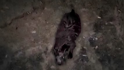 Tekirdağ’da su samuru yavrusu görüntülendi