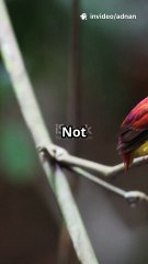 How bird Rescue Eggs from Hungry Snake