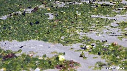 Chiuse spiagge della Cotes-d'Armor in Bretagna invase da alghe verdi