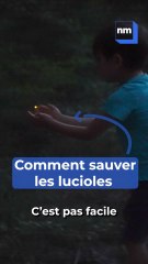 Comment sauver les lucioles ?