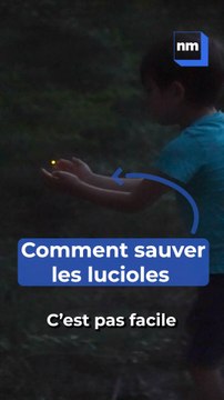 Comment sauver les lucioles ?