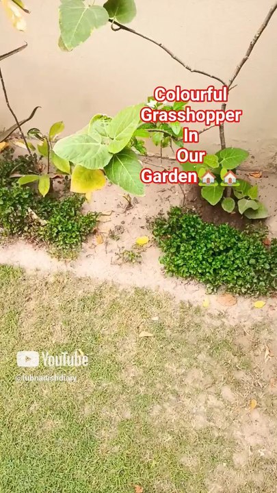 grasshopper and my garden. Eating soft leaves of fig plants.