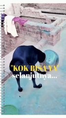 The behavior of dogs that make your lough