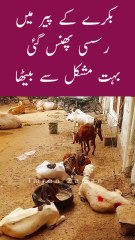 BAKRA ke Per me RASSI Phass Gai😱