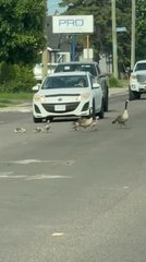 Cars Come to Halt as Geese Crosses Road
