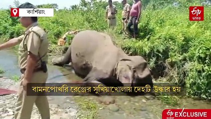 বামনপোখরিতে জলাধার থেকে উদ্ধার গর্ভবতী হাতির দেহ