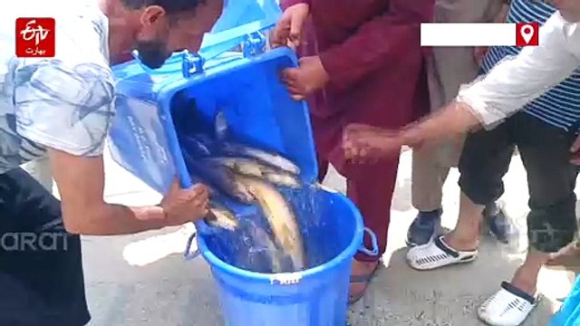 ترال: زیر تعمیر ڈرین میں سینکڑوں مچھلیاں ہلاک،عوام نے جانچ کا مطالبہ کیا