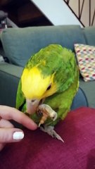 Diego the yellow headed Amazon before he went missing for 11 days