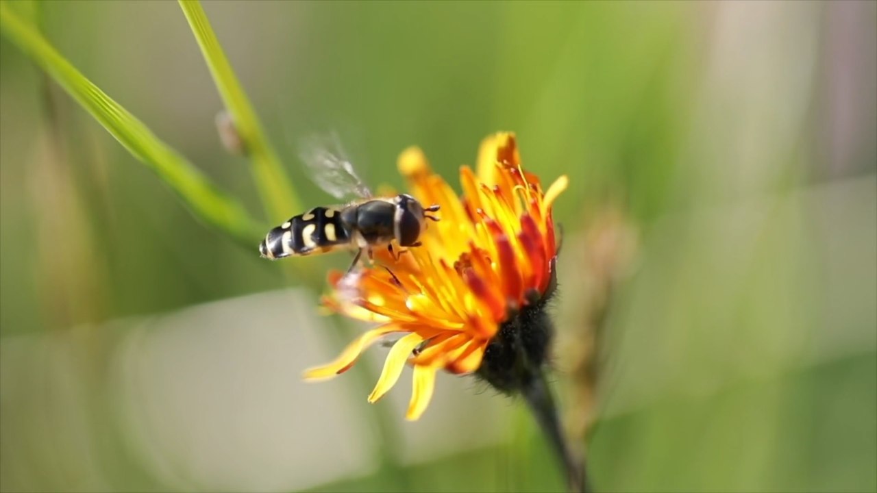 Asian Hornets: How can you protect your home and garden from pests this summertime?