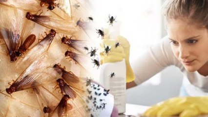 Barsati Kide Kaise Bhagaye: मॉनसून में बरसाती कीड़े कैसे भगाएं,Homemade Spray | Dawai Video