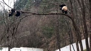 The daily life of pandas 🐼   #Panda #Lovely