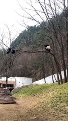 The daily life of pandas 🐼   #Panda #Lovely