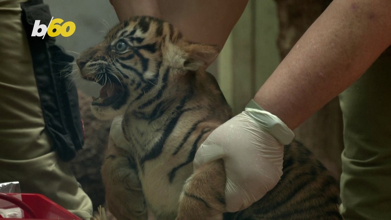 These Adorable Tiger Cubs Are Now on Display for the Public In Germany