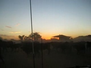 traverse de troupeaux