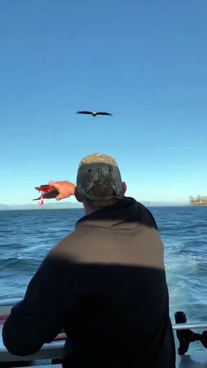 Guys on a boat toss a fish to a hungry bald eagle in Sooke, British Columbia, Canada.