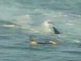 surfeur tracté par un requin