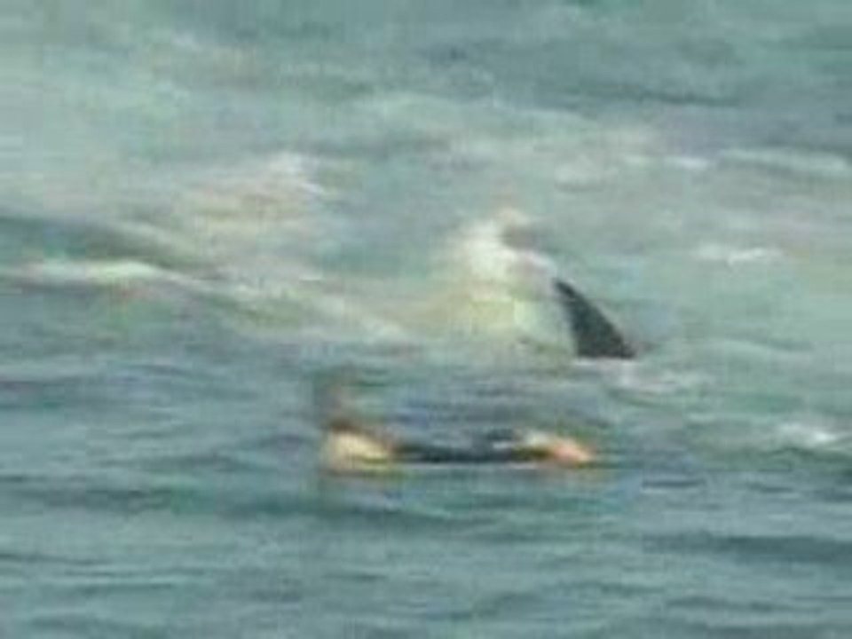 surfeur tracté par un requin