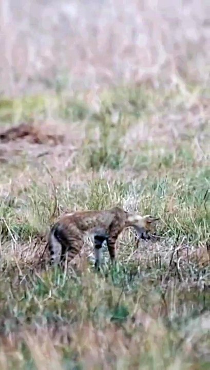 Jungle Cat I  #junglecat #wildlife