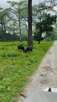Jaldapara National Park Indian Bison or The Gaur in Wildness