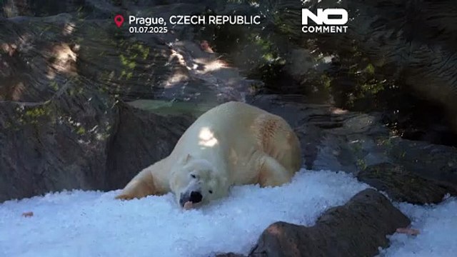 Lo Zoo di Praga usa tonnellate di ghiaccio per rinfrescare gli animali durante l'ondata di caldo