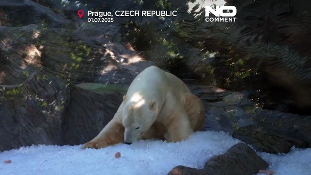 Aşırı sıcaklardan bunalan Prag Hayvanat Bahçesi sakinleri buzla serinledi