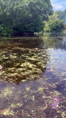 Poisonous Algae Present in Cooper Park Pond