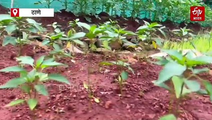 'या' महापालिकेनं सुरू केली सेंद्रिय शेती: घेणार मिरची, रताळं दोडका अन् कारल्याचं पीक; वृद्धाश्रम, अनाथालयात देणार उत्पन्न