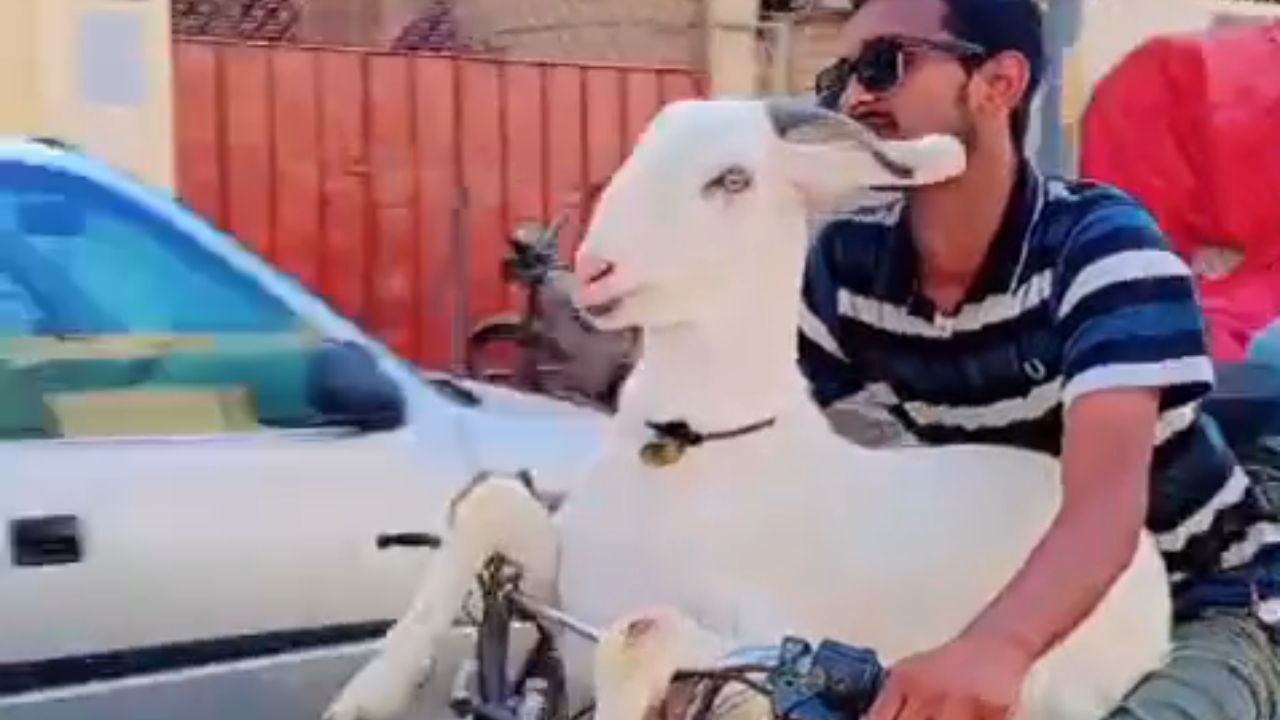 Goat sits comfy on a bike and enjoys every second of the ride