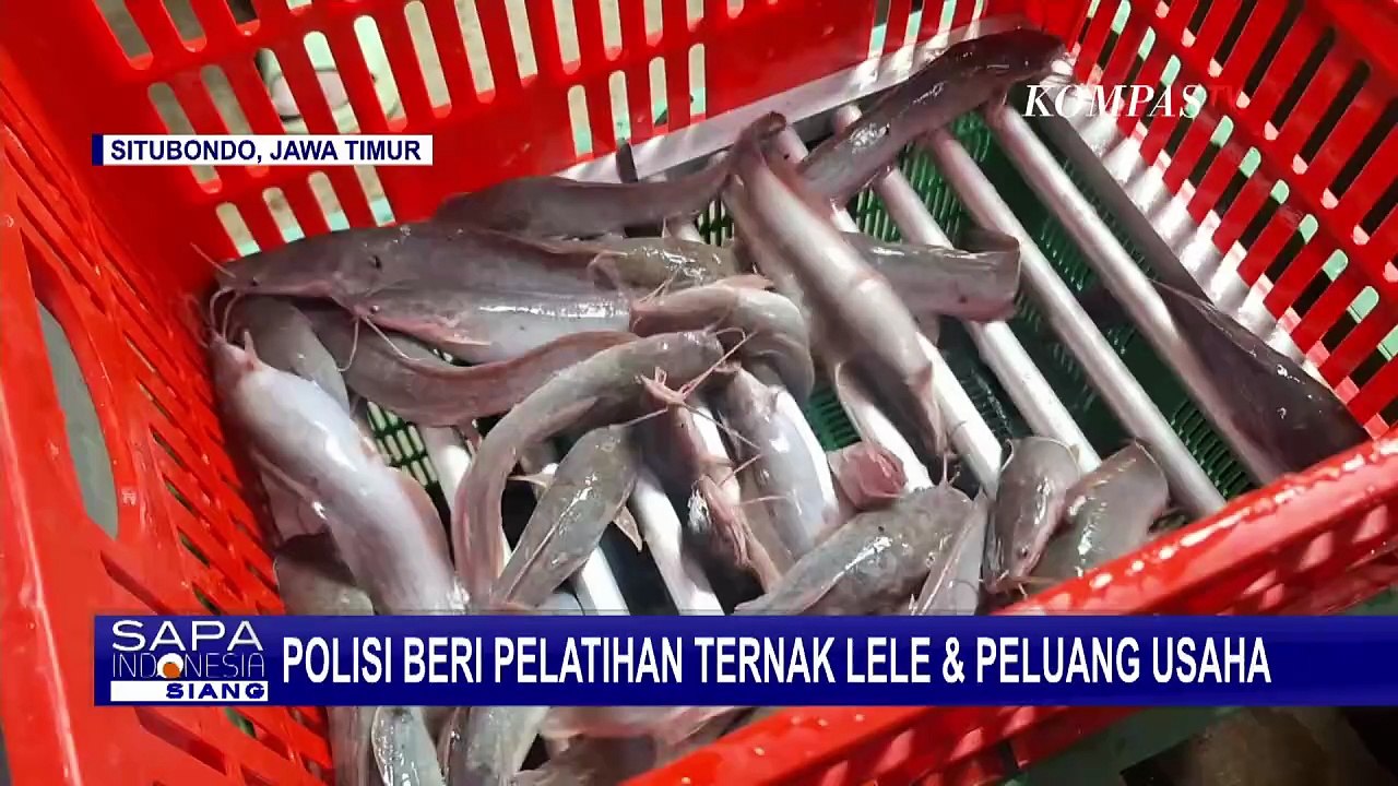 Polisi Beri Pelatihan Ternak Lele, Buka Peluang Usaha untuk Pemuda di Situbondo | KOMPAS SIANG