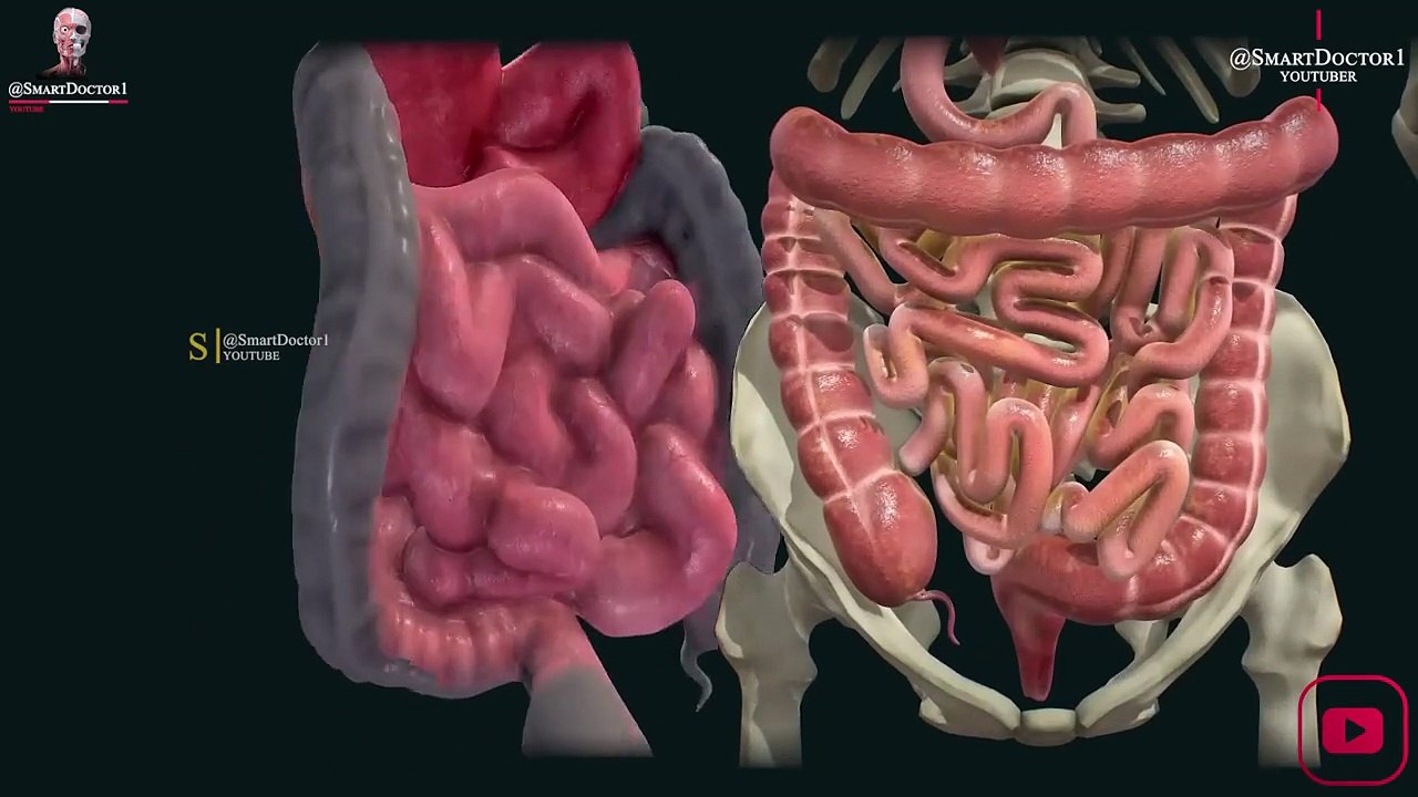 Digestive System Organs