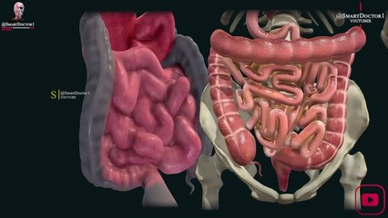 Digestive System Organs