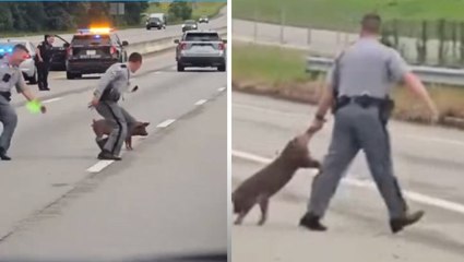 Watch: Runaway pig on interstate saved by highway patrol