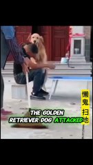 This Golden Retriever Dog is the Family's Moral Guardian!