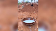 Funny Puppy Daily Life Compilation