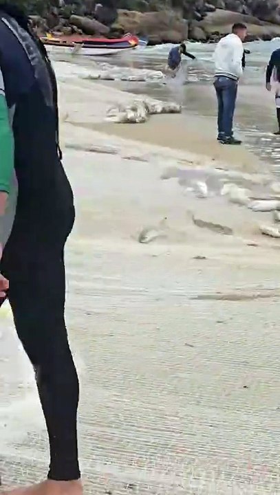 Tainhas são capturadas na Praia dos Ingleses, em Florianópolis