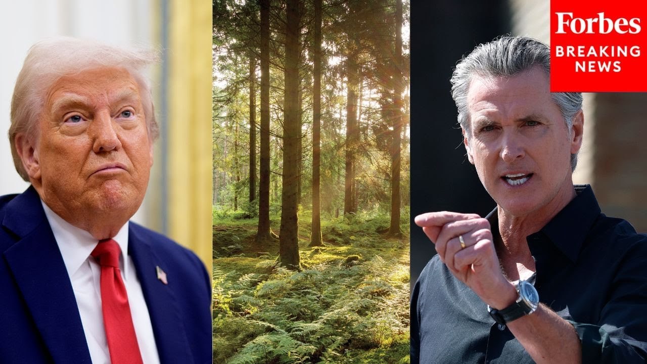 Gavin Newsom Slams Trump For Footing California Taxpayers With Federal Forest Bills